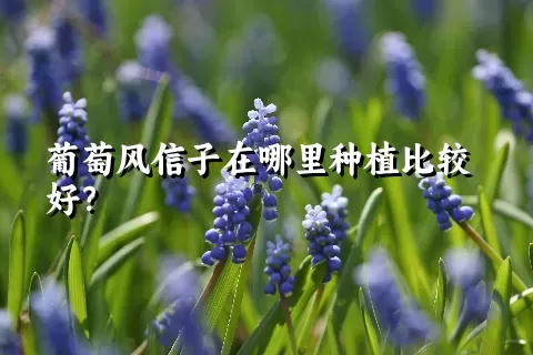 葡萄风信子在哪里种植比较好？