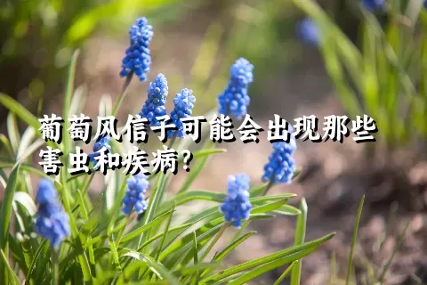 葡萄风信子可能会出现那些害虫和疾病？