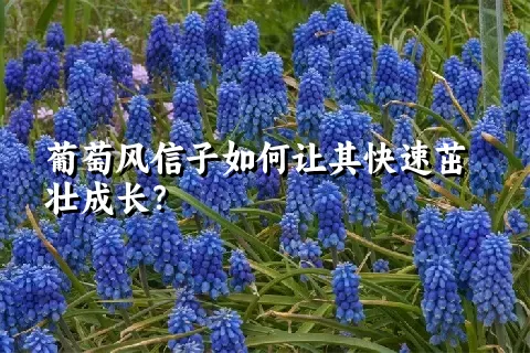 葡萄风信子如何让其快速茁壮成长？