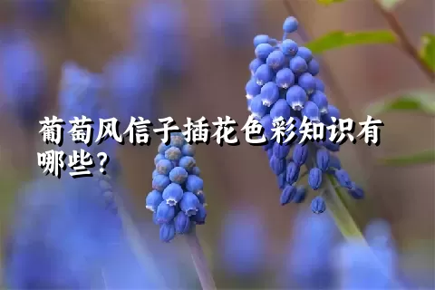 葡萄风信子插花色彩知识有哪些？