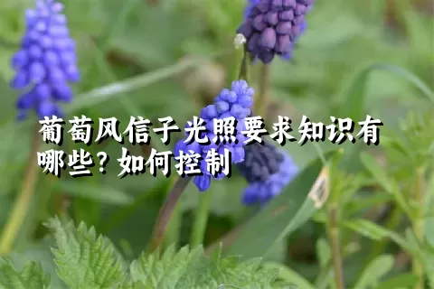 葡萄风信子光照要求知识有哪些？如何控制