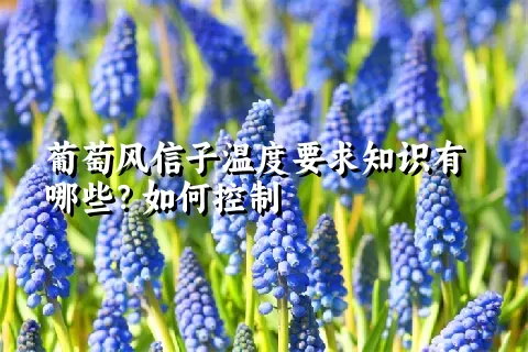 葡萄风信子温度要求知识有哪些？如何控制