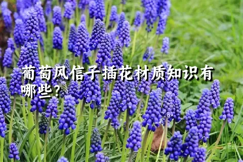 葡萄风信子插花材质知识有哪些？