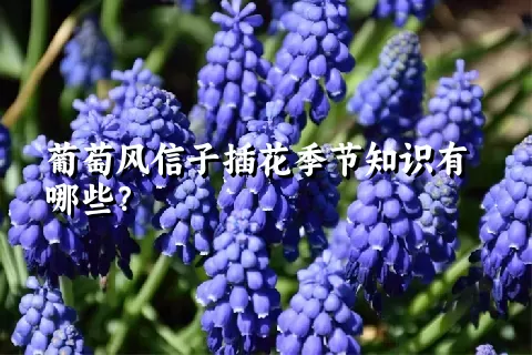 葡萄风信子插花季节知识有哪些？