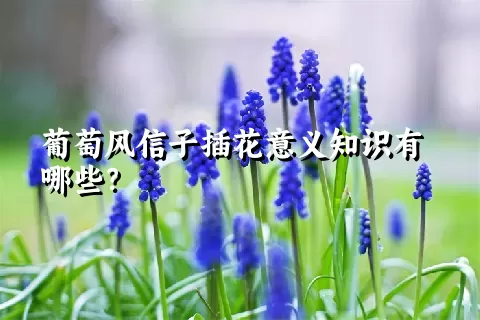 葡萄风信子插花意义知识有哪些？