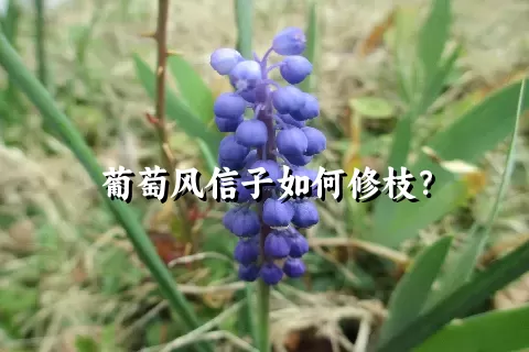 葡萄风信子如何修枝？