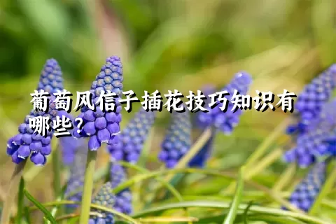 葡萄风信子插花技巧知识有哪些？