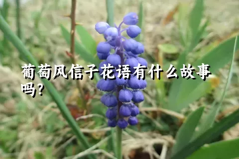 葡萄风信子花语有什么故事吗？