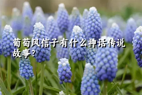 葡萄风信子有什么神话传说故事？