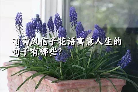 葡萄风信子花语寓意人生的句子有哪些？