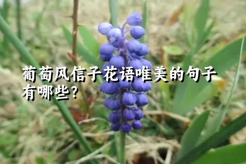 葡萄风信子花语唯美的句子有哪些？