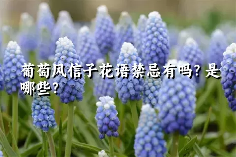 葡萄风信子花语禁忌有吗？是哪些？