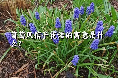 葡萄风信子花语的寓意是什么？