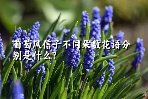 葡萄风信子不同朵数花语分别是什么？