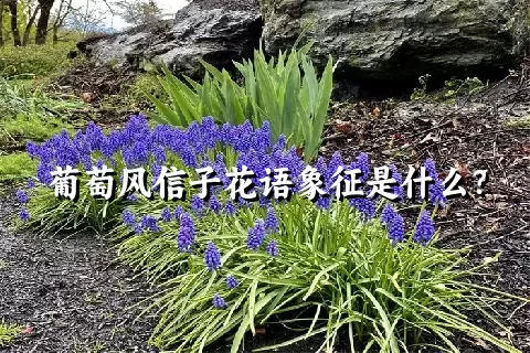 葡萄风信子花语象征是什么？