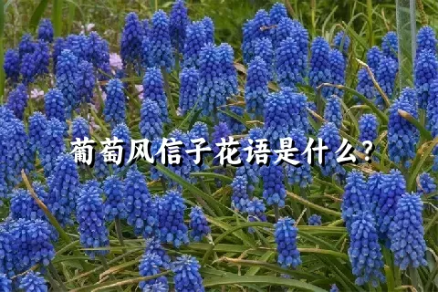 葡萄风信子花语是什么？