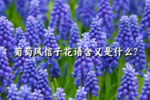 葡萄风信子花语含义是什么？