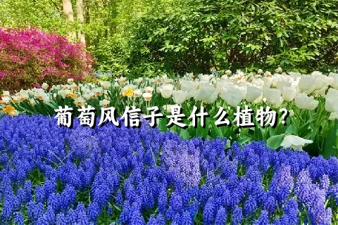 葡萄风信子是什么植物？