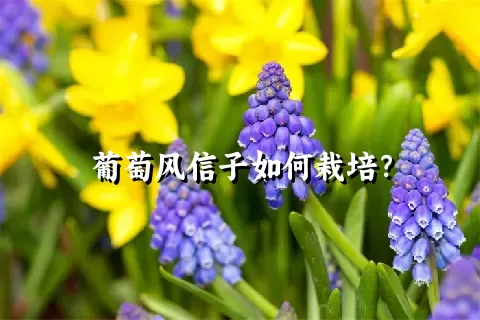 葡萄风信子如何栽培？