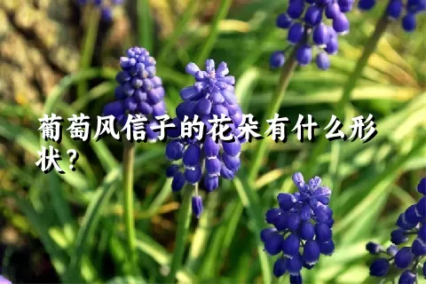 葡萄风信子的花朵有什么形状？