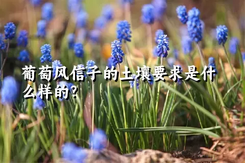 葡萄风信子的土壤要求是什么样的？