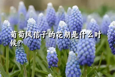 葡萄风信子的花期是什么时候？