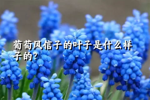 葡萄风信子的叶子是什么样子的？