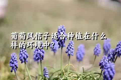 葡萄风信子适合种植在什么样的环境中？