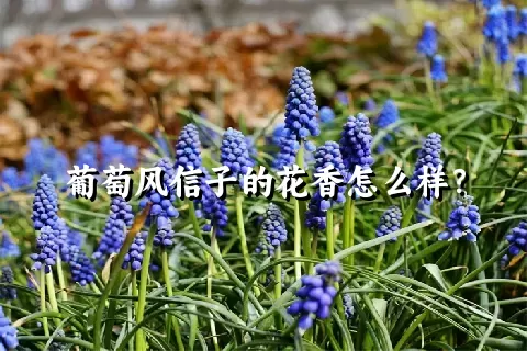 葡萄风信子的花香怎么样？