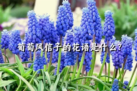 葡萄风信子的花语是什么？