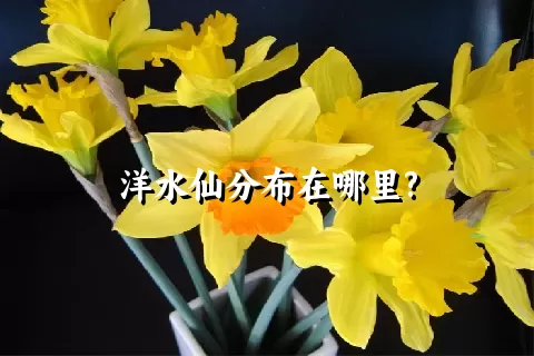 洋水仙分布在哪里?