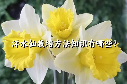 洋水仙栽培方法知识有哪些？