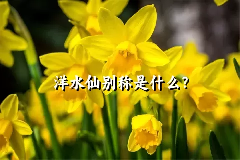 洋水仙别称是什么？