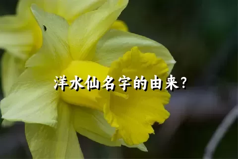 洋水仙名字的由来？