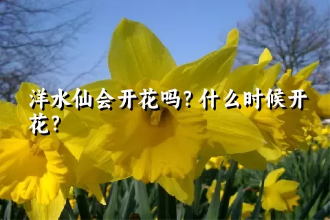 洋水仙会开花吗？什么时候开花？