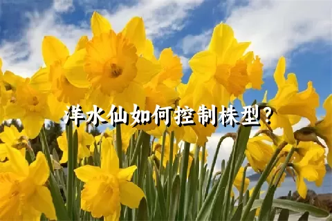 洋水仙如何控制株型？