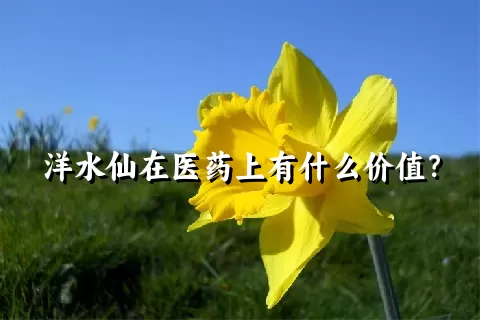 洋水仙在医药上有什么价值？