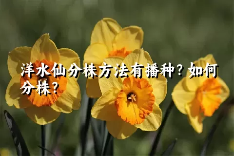 洋水仙分株方法有播种？如何分株？