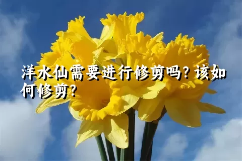 洋水仙需要进行修剪吗？该如何修剪？