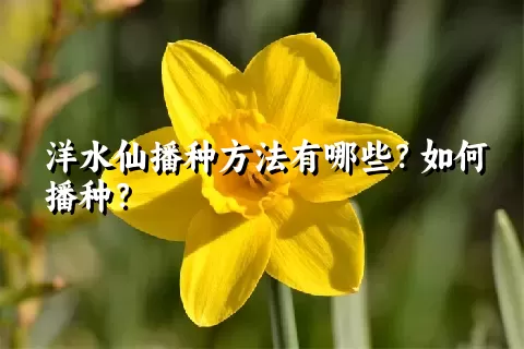 洋水仙播种方法有哪些？如何播种？