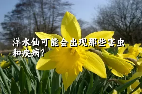 洋水仙可能会出现那些害虫和疾病？