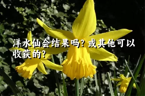 洋水仙会结果吗？或其他可以收获的？