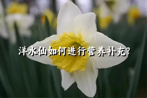 洋水仙如何进行营养补充？