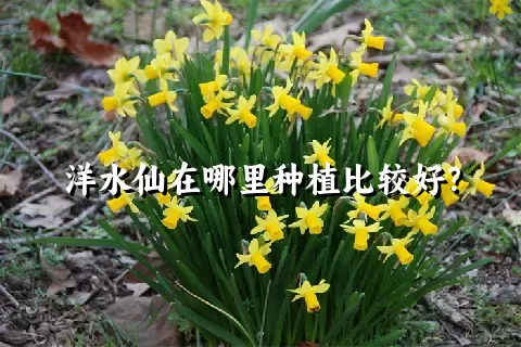 洋水仙在哪里种植比较好？