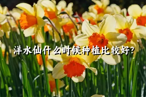 洋水仙什么时候种植比较好？