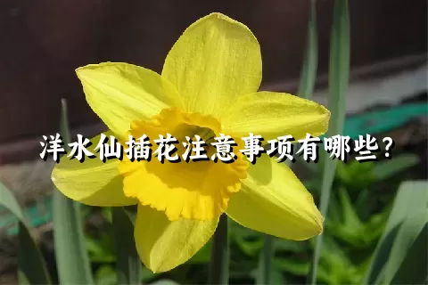 洋水仙插花注意事项有哪些？