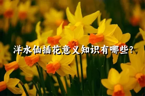 洋水仙插花意义知识有哪些？