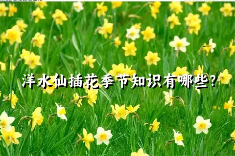 洋水仙插花季节知识有哪些？