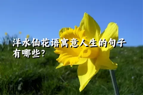 洋水仙花语寓意人生的句子有哪些？