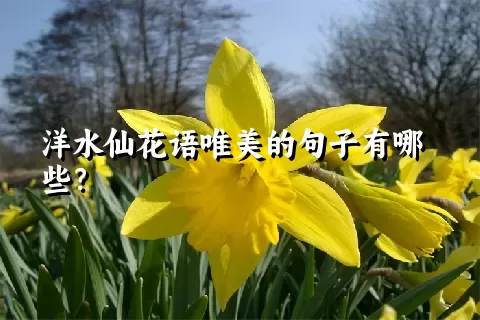 洋水仙花语唯美的句子有哪些？